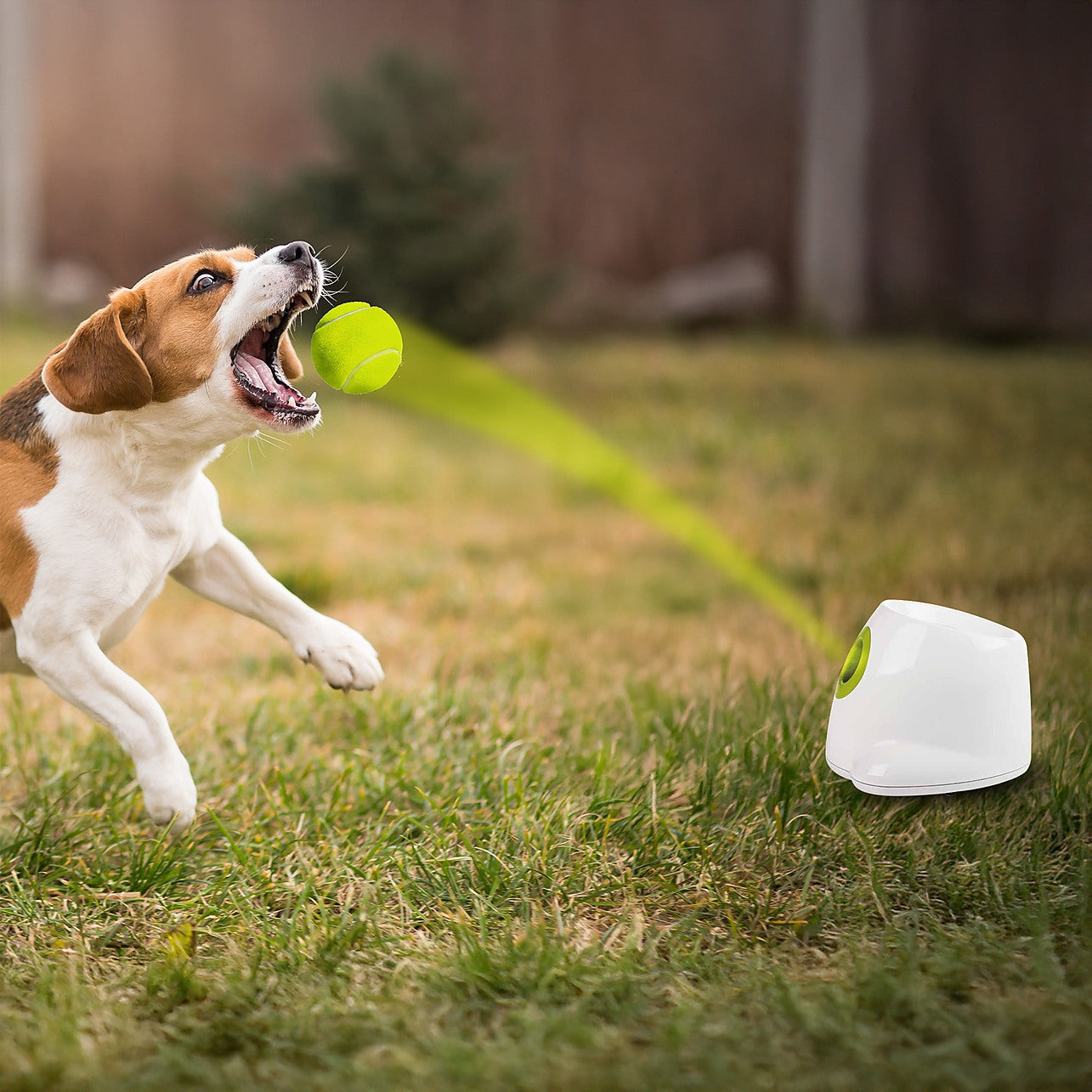 Motorized dog ball on sale